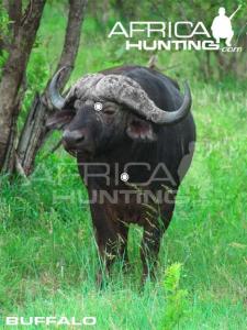 buffalo1